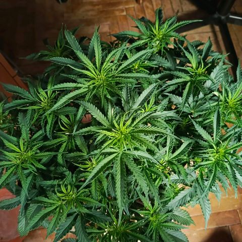 Semyanich (wedding cake auto) 24-26%TCH growlog timeline photo