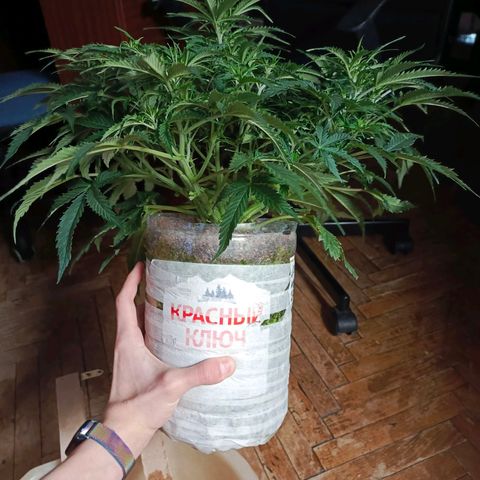 Semyanich (wedding cake auto) 24-26%TCH growlog timeline photo
