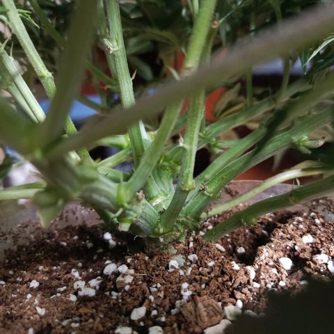 Semyanich (wedding cake auto) 24-26%TCH growlog timeline photo