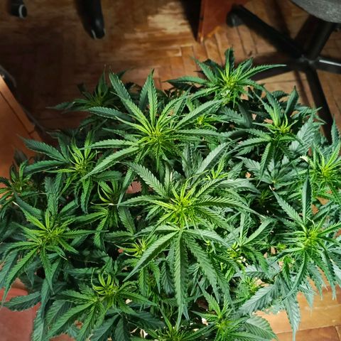 Semyanich (wedding cake auto) 24-26%TCH growlog timeline photo