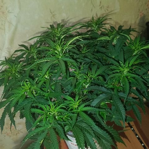 Semyanich (wedding cake auto) 24-26%TCH growlog timeline photo