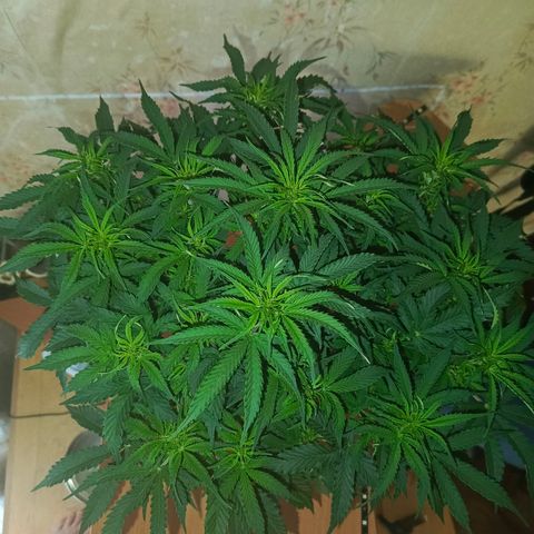 Semyanich (wedding cake auto) 24-26%TCH growlog timeline photo