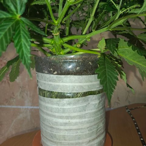 Semyanich (wedding cake auto) 24-26%TCH growlog timeline photo