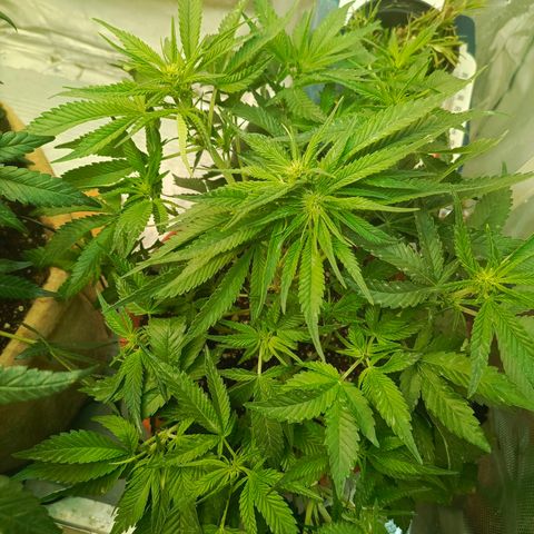 Cherry cola Polliploid (fast buds) growlog timeline photo