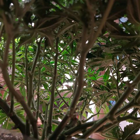 Semyanich (wedding cake auto) 24-26%TCH growlog photo: Ну развитие для автика в 5л, просто безумно)