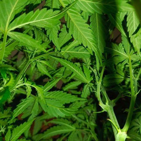 Semyanich (wedding cake auto) 24-26%TCH growlog photo: Ну развитие для автика в 5л, просто безумно)