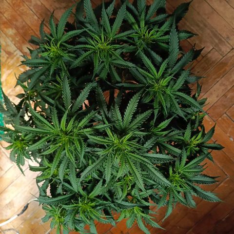 Semyanich (wedding cake auto) 24-26%TCH growlog photo: Ну развитие для автика в 5л, просто безумно)