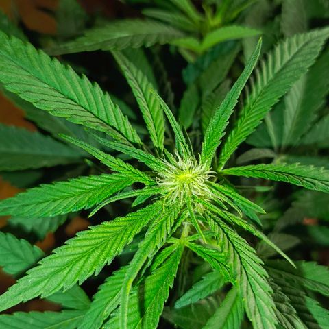 Cherry cola Polliploid (fast buds) growlog photo: Поллиплоид