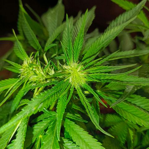 Cherry cola Polliploid (fast buds) growlog photo: Поллиплоид