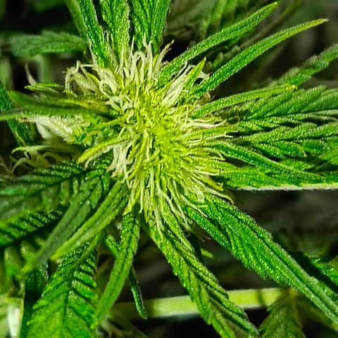 Cherry cola Polliploid (fast buds) growlog photo: Поллиплоид