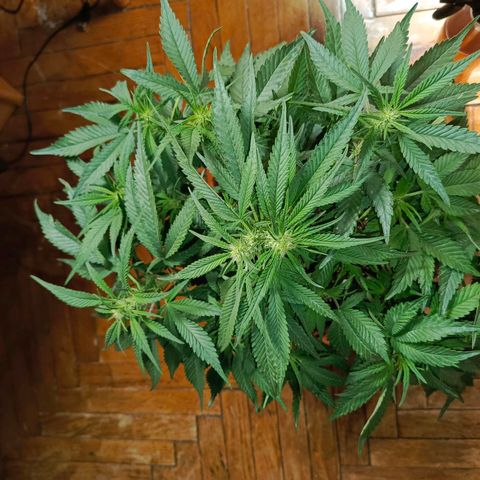 Cherry cola Polliploid (fast buds) growlog photo: Поллиплоид