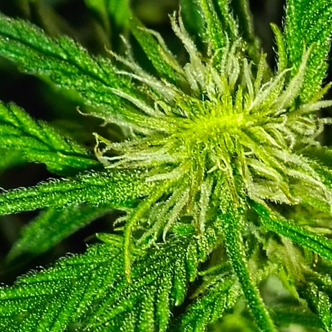 Cherry cola Polliploid (fast buds) growlog photo: Поллиплоид