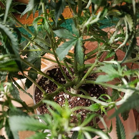 Semyanich (wedding cake auto) 24-26%TCH growlog timeline photo