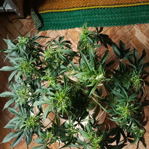 Semyanich (wedding cake auto) 24-26%TCH growlog timeline photo