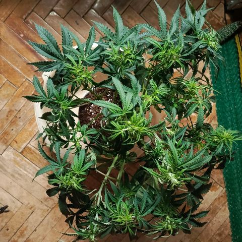 Semyanich (wedding cake auto) 24-26%TCH growlog timeline photo