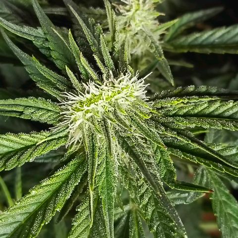 Cherry cola Polliploid (fast buds) growlog timeline photo