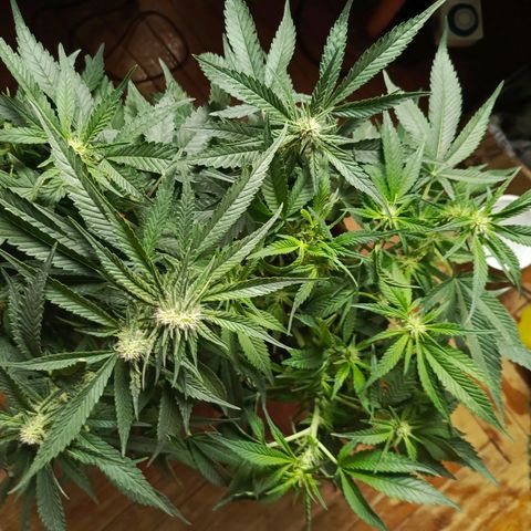 Cherry cola Polliploid (fast buds) growlog timeline photo