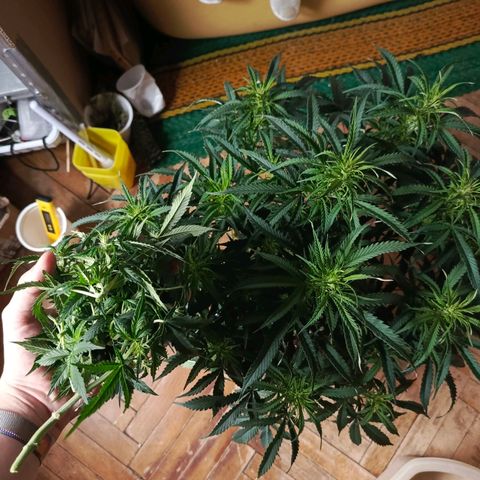 Semyanich (wedding cake auto) 24-26%TCH growlog timeline photo