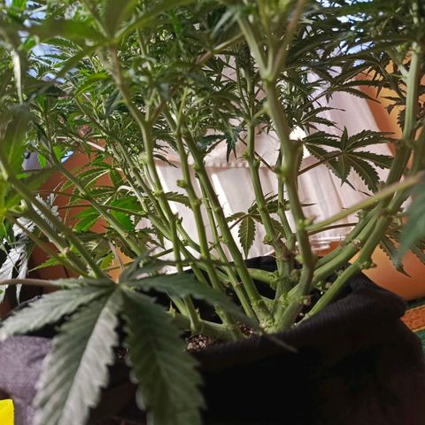 Semyanich (wedding cake auto) 24-26%TCH growlog timeline photo