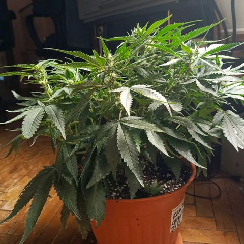 Cherry cola Polliploid (fast buds) growlog timeline photo