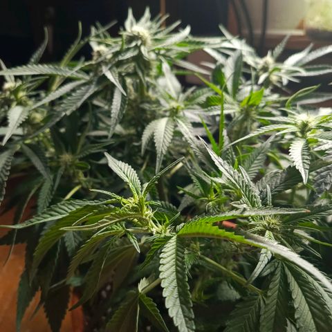 Cherry cola Polliploid (fast buds) growlog timeline photo