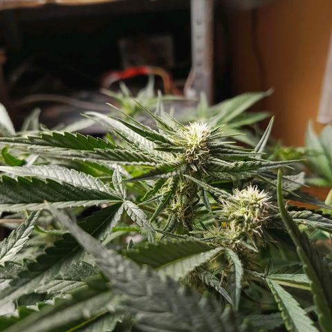 Cherry cola Polliploid (fast buds) growlog timeline photo