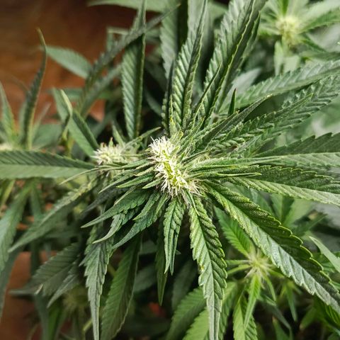 Cherry cola Polliploid (fast buds) growlog timeline photo