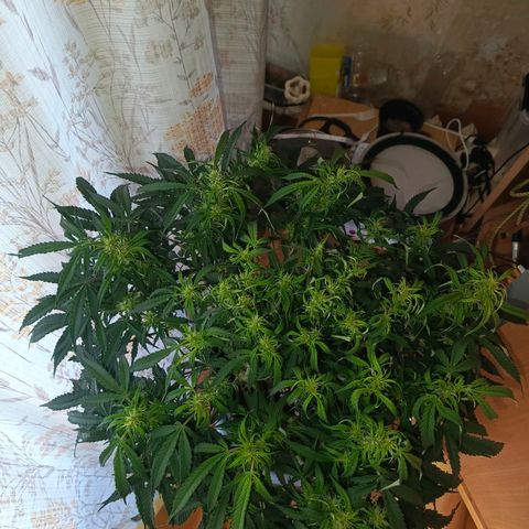Semyanich (wedding cake auto) 24-26%TCH growlog timeline photo