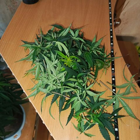 Semyanich (wedding cake auto) 24-26%TCH growlog timeline photo