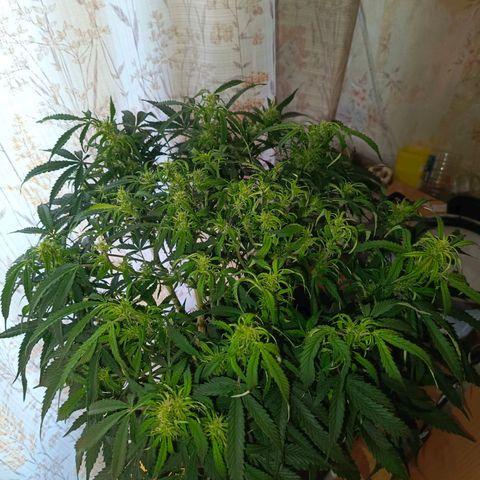 Semyanich (wedding cake auto) 24-26%TCH growlog timeline photo