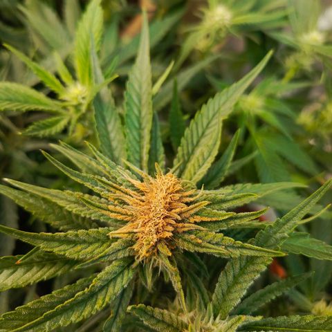 Cherry cola Polliploid (fast buds) growlog photo: Чутка подгорела макуха(((
