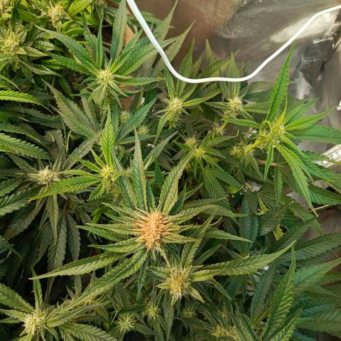 Cherry cola Polliploid (fast buds) growlog photo: Чутка подгорела макуха(((