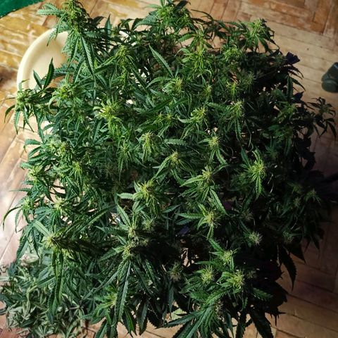 Semyanich (wedding cake auto) 24-26%TCH growlog timeline photo