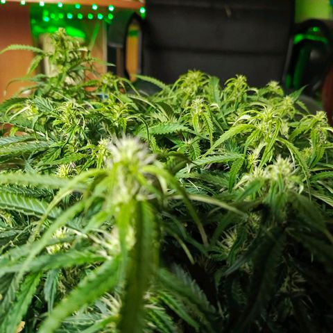 Semyanich (wedding cake auto) 24-26%TCH growlog timeline photo