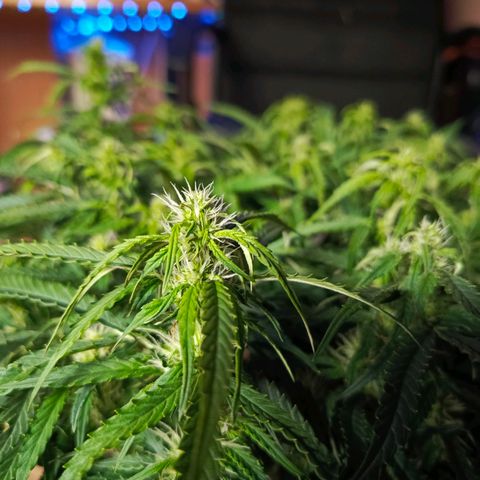 Semyanich (wedding cake auto) 24-26%TCH growlog timeline photo