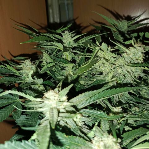 Cherry cola Polliploid (fast buds) growlog timeline photo