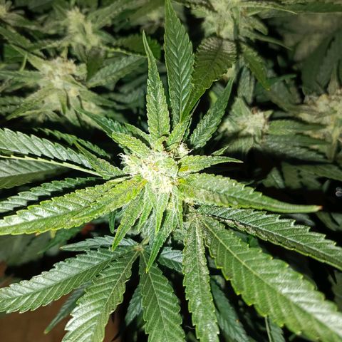 Cherry cola Polliploid (fast buds) growlog timeline photo