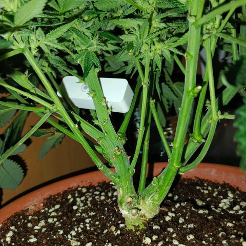 Cherry cola Polliploid (fast buds) growlog timeline photo