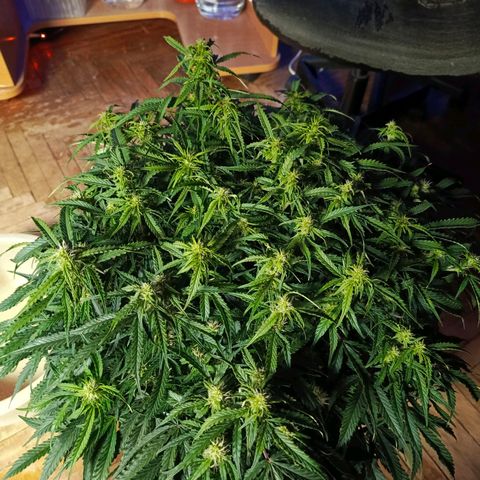 Semyanich (wedding cake auto) 24-26%TCH growlog timeline photo