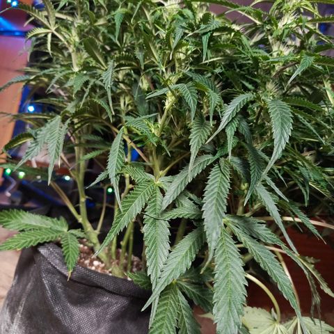 Semyanich (wedding cake auto) 24-26%TCH growlog timeline photo