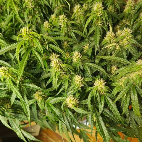 Semyanich (wedding cake auto) 24-26%TCH growlog timeline photo