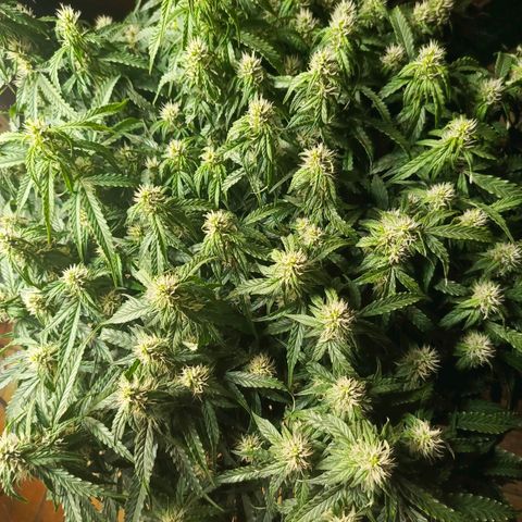 Semyanich (wedding cake auto) 24-26%TCH growlog timeline photo