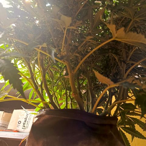 Semyanich (wedding cake auto) 24-26%TCH growlog timeline photo