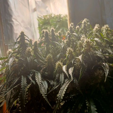 Semyanich (wedding cake auto) 24-26%TCH growlog timeline photo