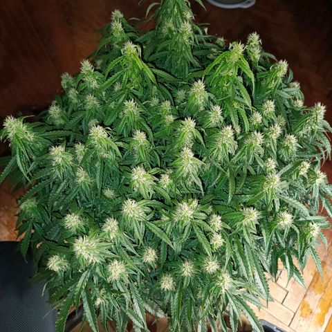 Semyanich (wedding cake auto) 24-26%TCH growlog timeline photo