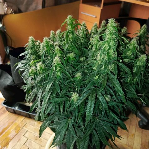 Semyanich (wedding cake auto) 24-26%TCH growlog timeline photo