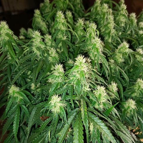 Semyanich (wedding cake auto) 24-26%TCH growlog timeline photo