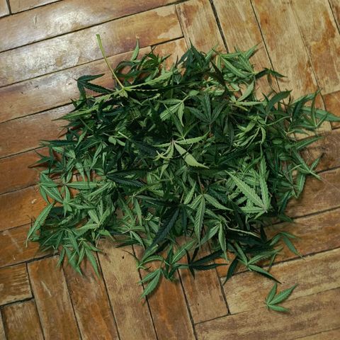 Semyanich (wedding cake auto) 24-26%TCH growlog timeline photo
