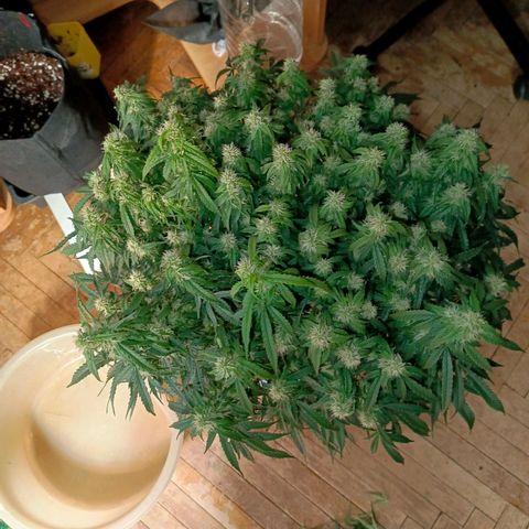 Semyanich (wedding cake auto) 24-26%TCH growlog timeline photo