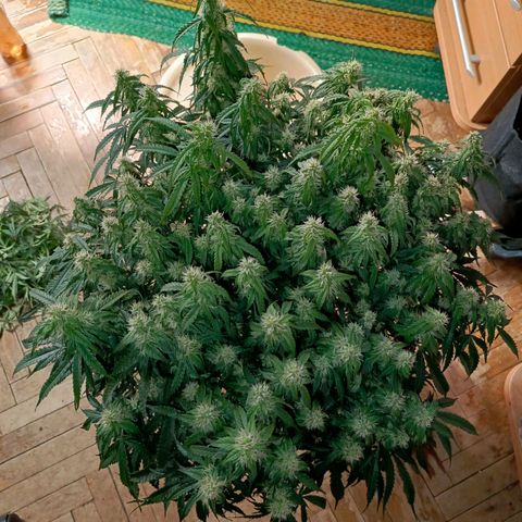 Semyanich (wedding cake auto) 24-26%TCH growlog timeline photo